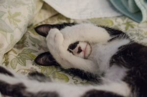 gato despertándose en la cama